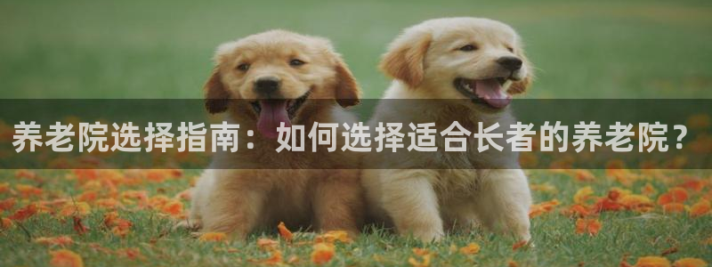 韦德网站是多少